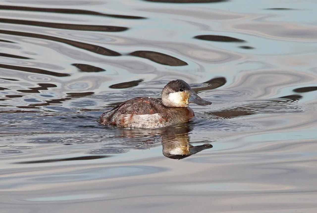 Ruddy Duck Campground