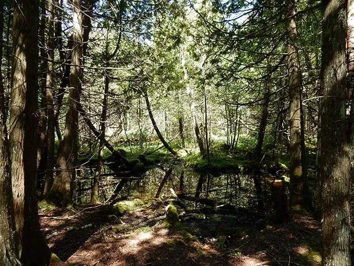 Portage Bay State Forest Campground