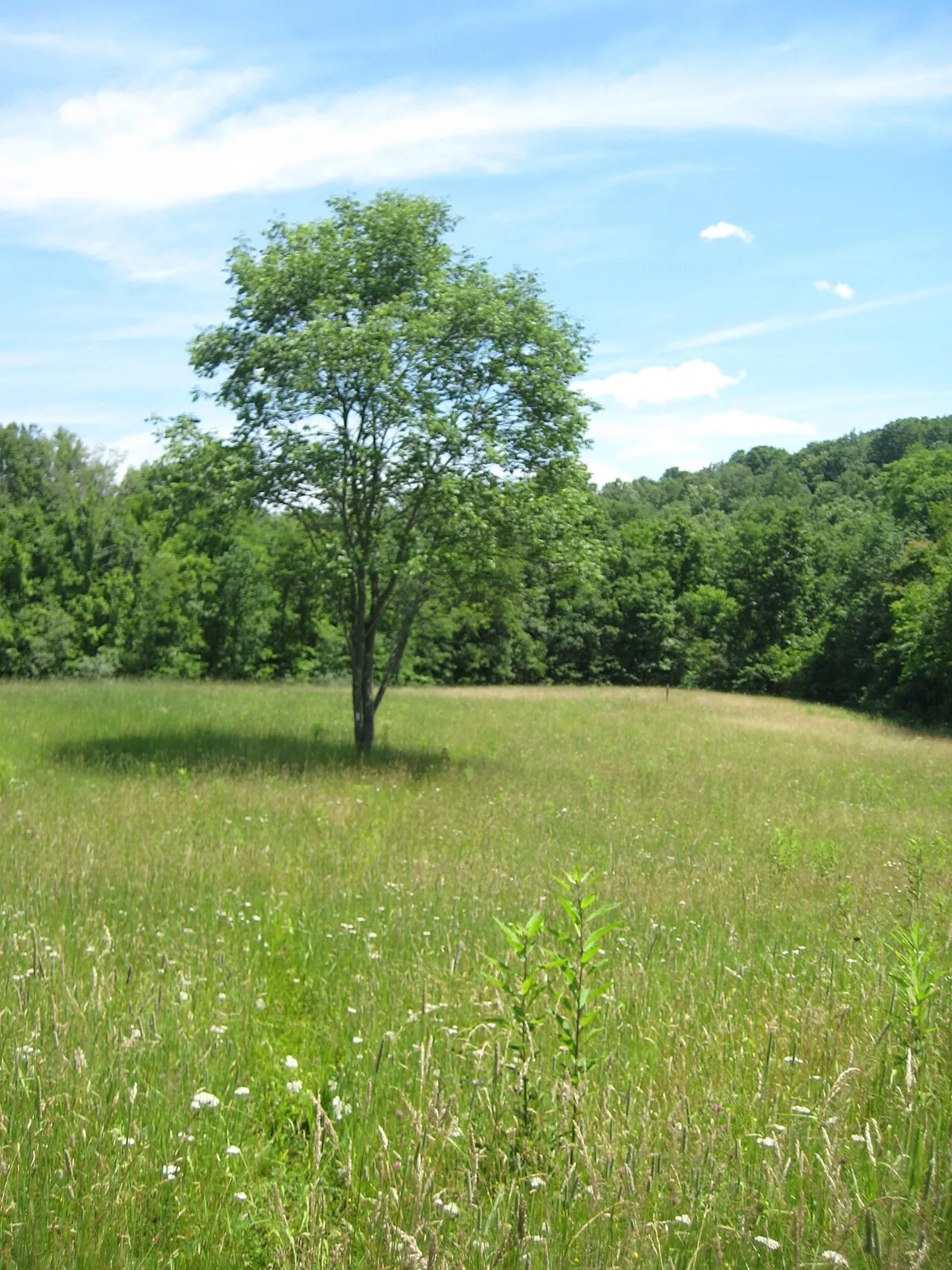 Burr Oak Campground