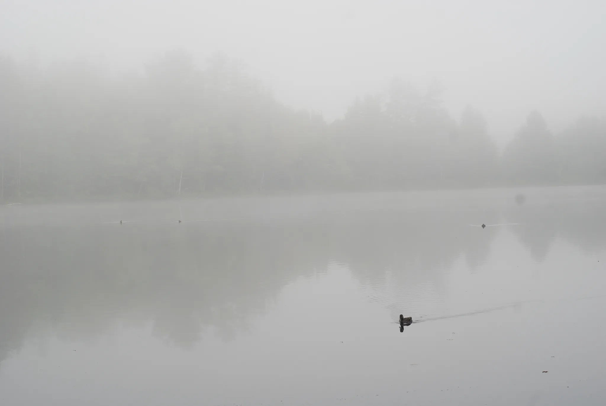 Rollins Pond Campground