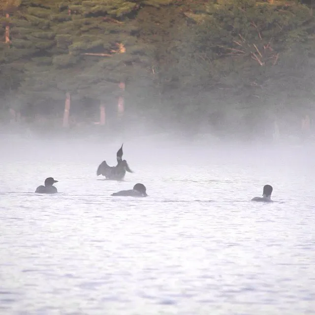 Rangeley Lake Campground