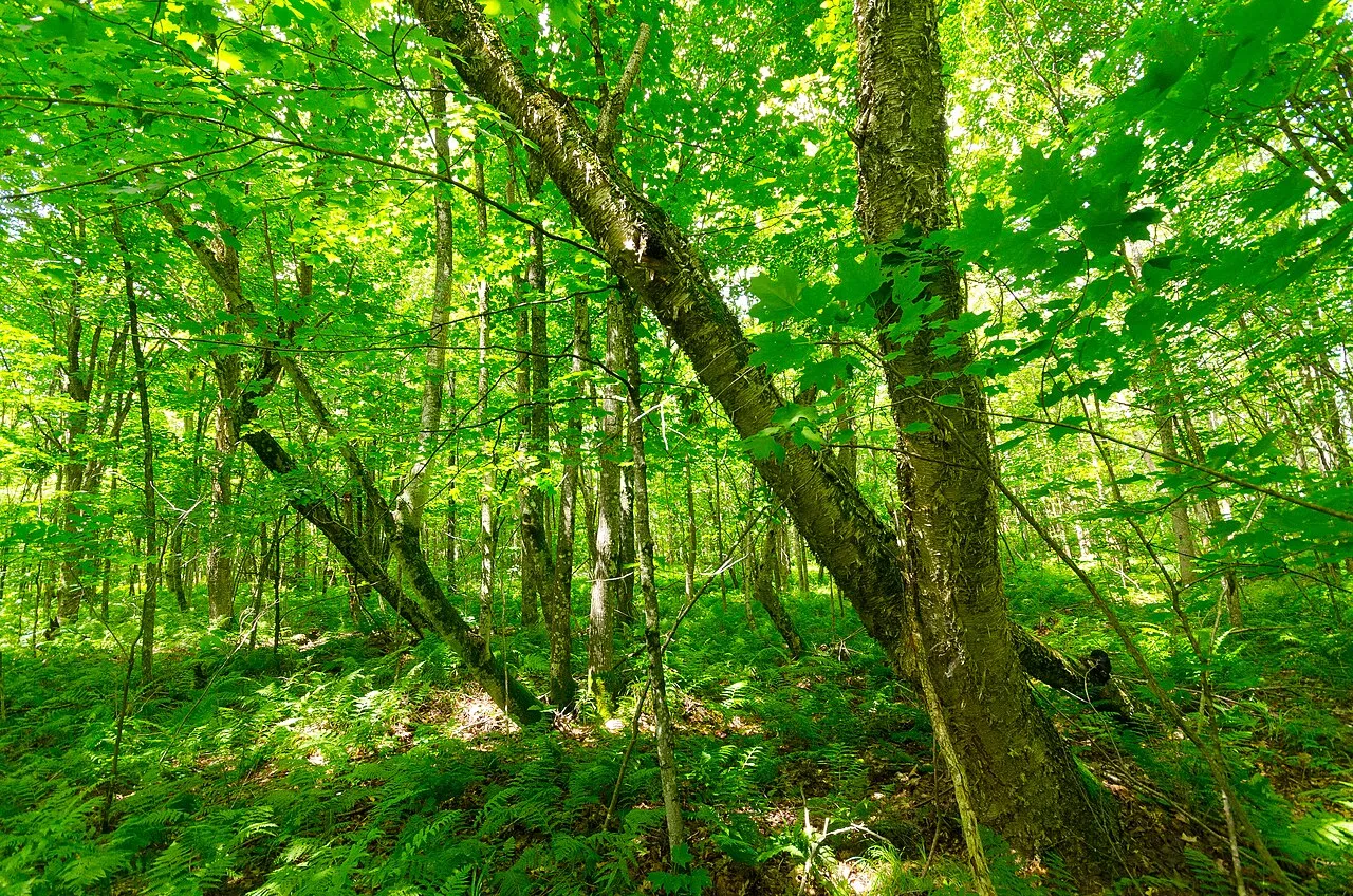 Flambeau River State Forest