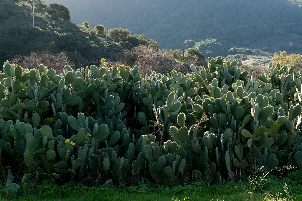 Gaviota Campground