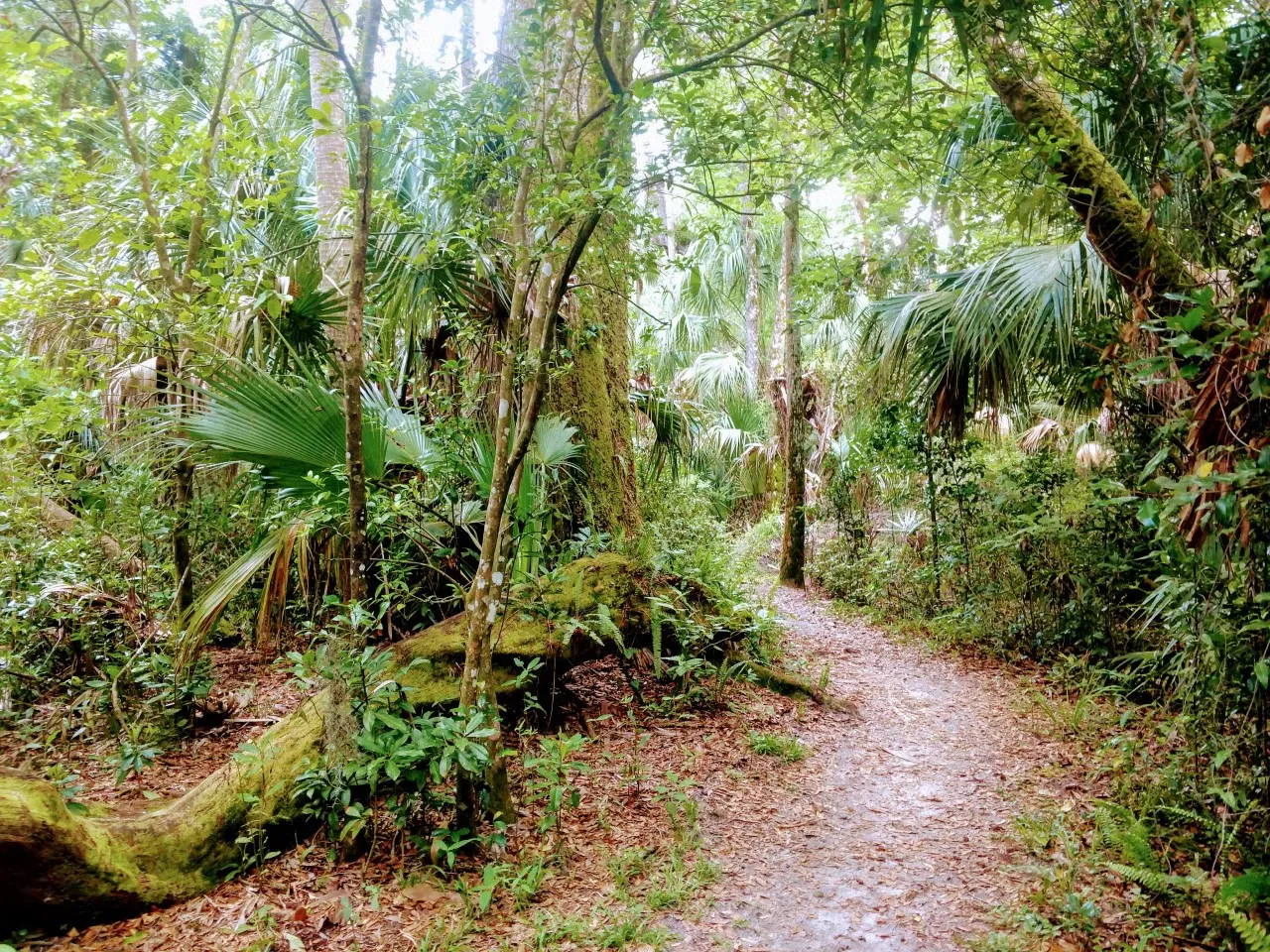Highlands Hammock State Park Loop Elec