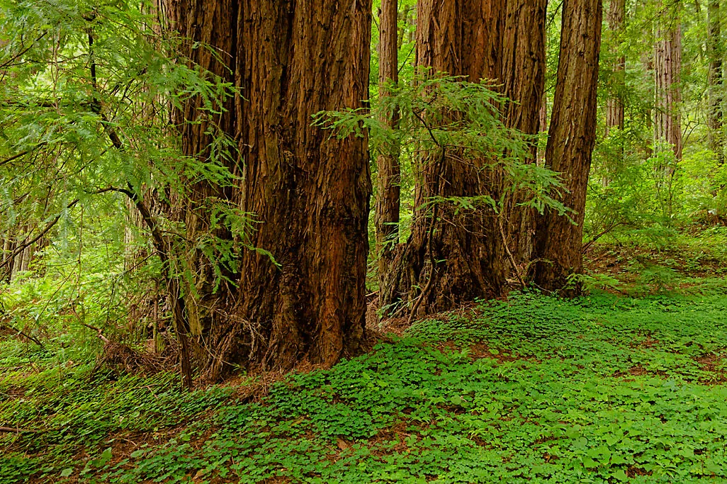 Samuel P. Taylor State Park Campground