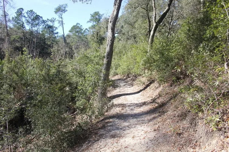 Mike Roess Gold Head Branch State Park Loop Sand