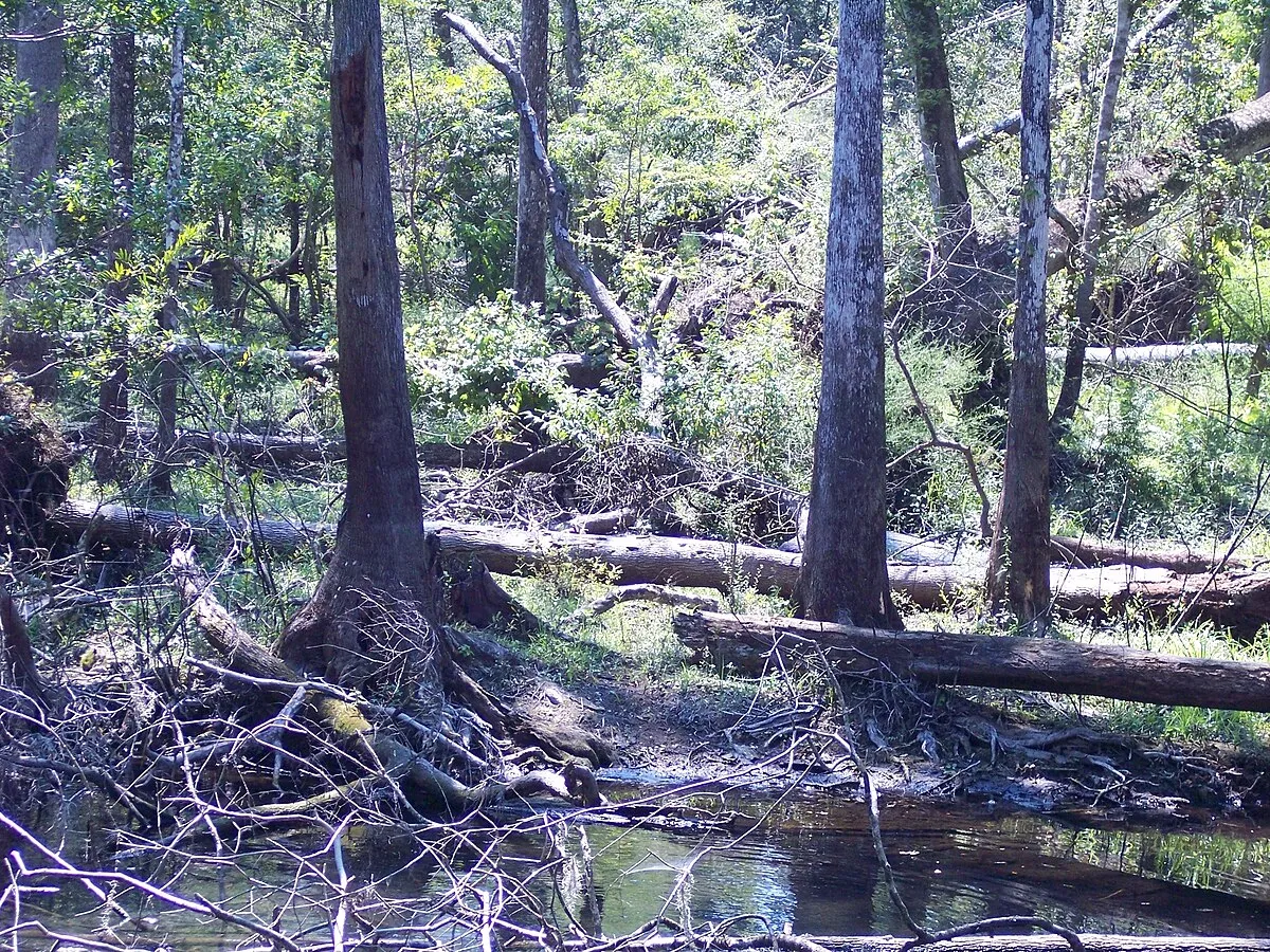 Ruth B. Kirby Gilchrist Blue Springs State Park