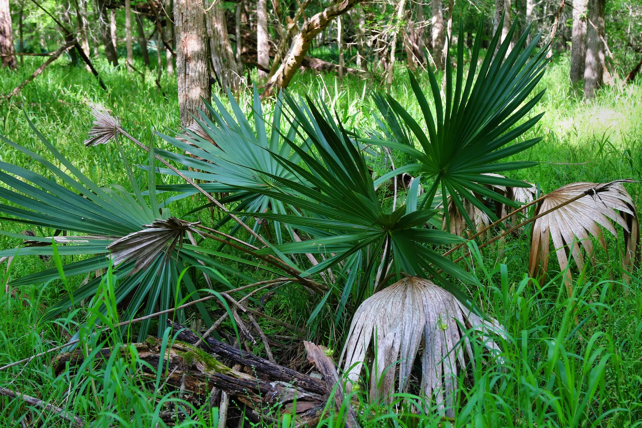 Stephen F. Austin State Park