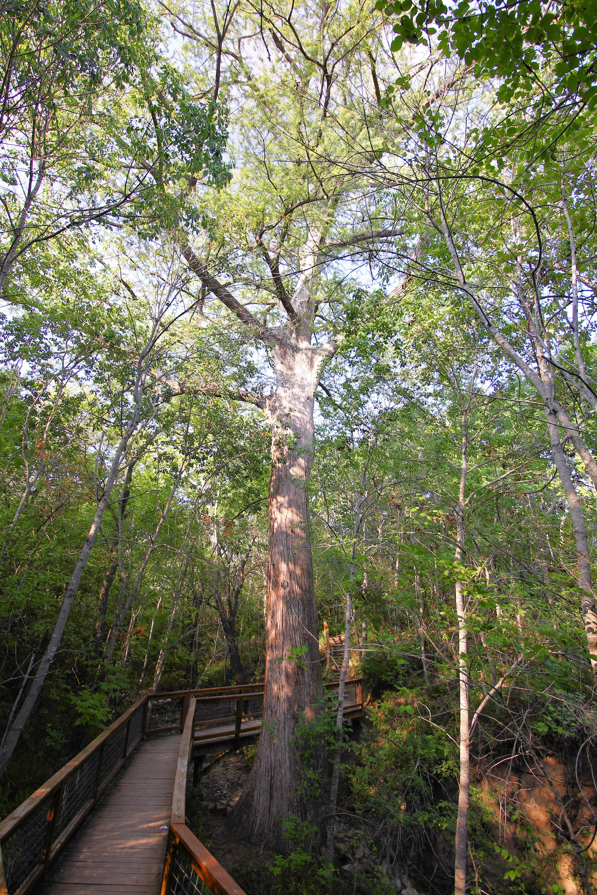 Mckinney Falls State Park