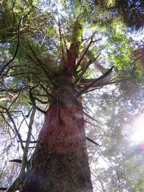 North Santiam State Recreation Area