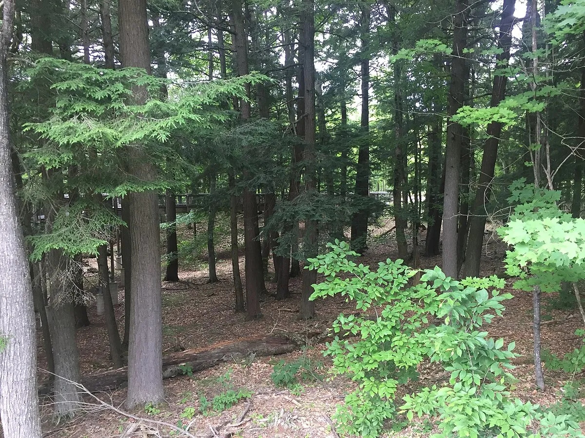 Hartwick Pines Group Camp