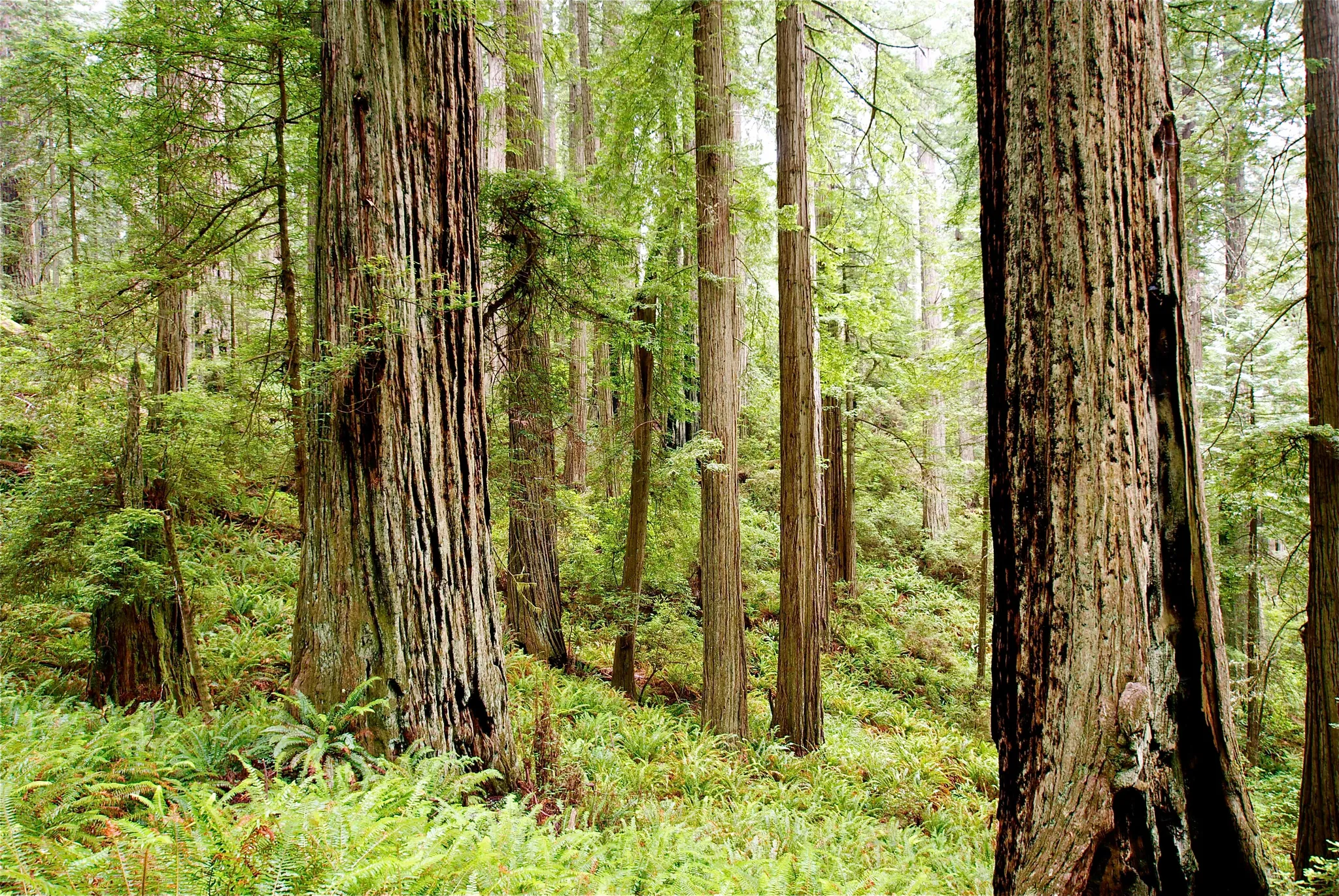 Del Norte Coast Redwood State Park Mill Creek Campground