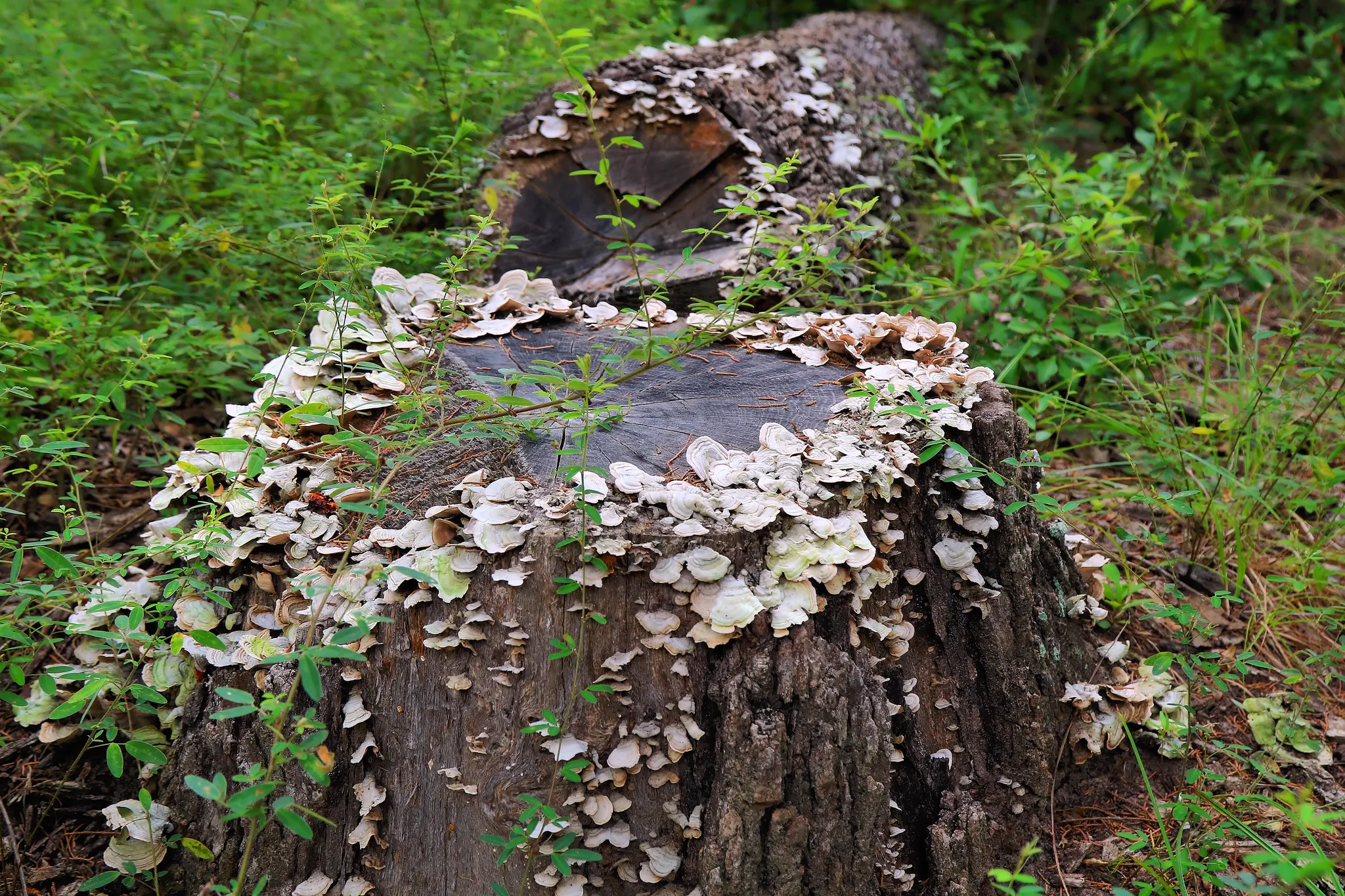 Purtis Creek State Park