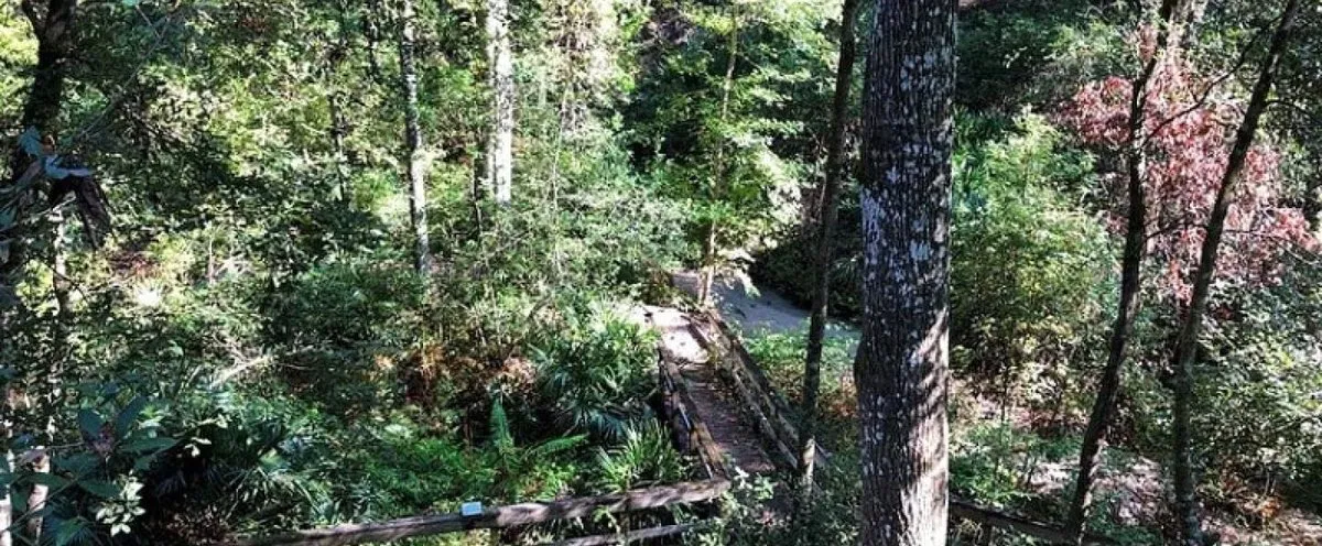 Mike Roess Gold Head Branch State Park Campground