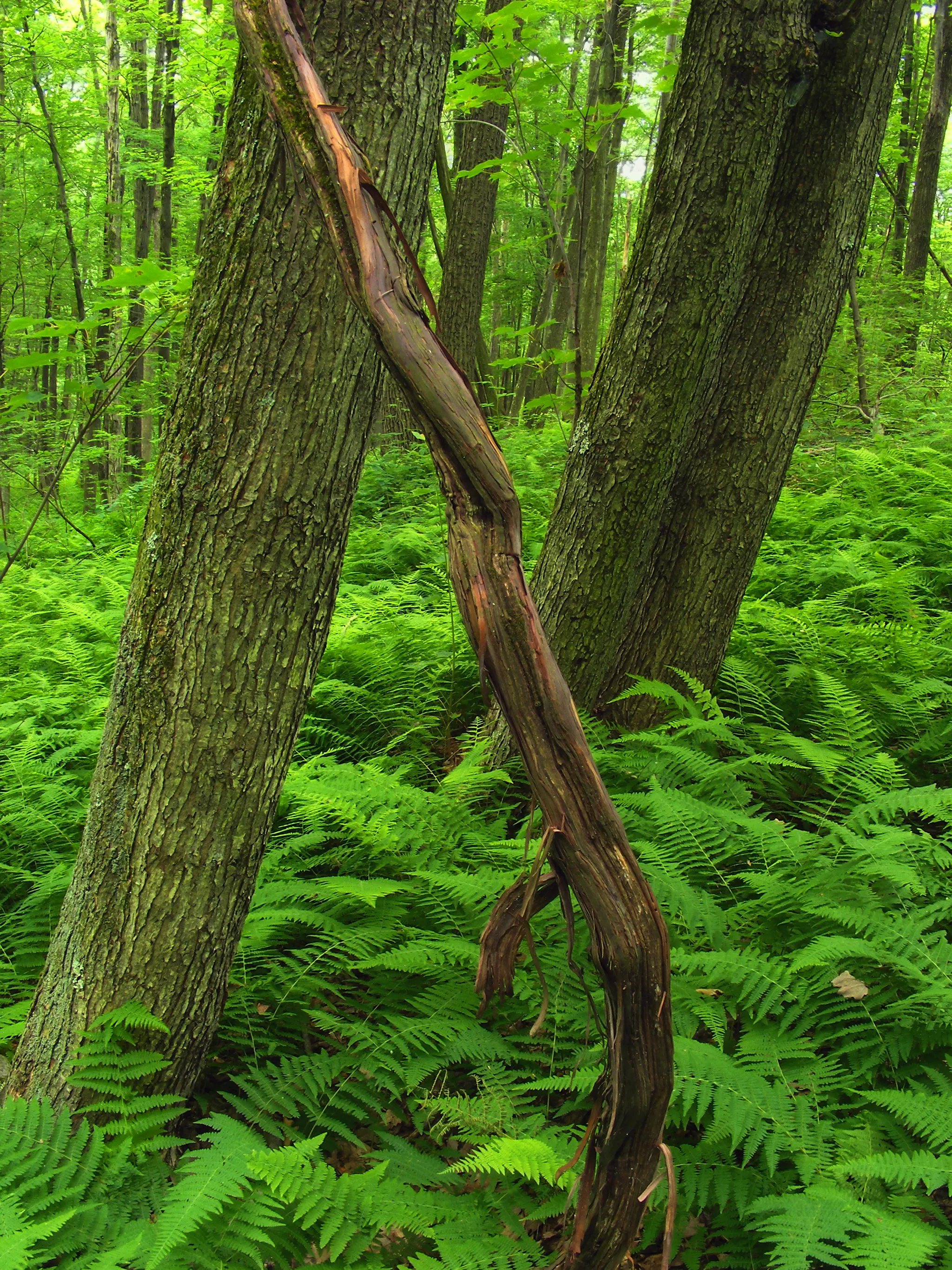 Tuscarora State Park