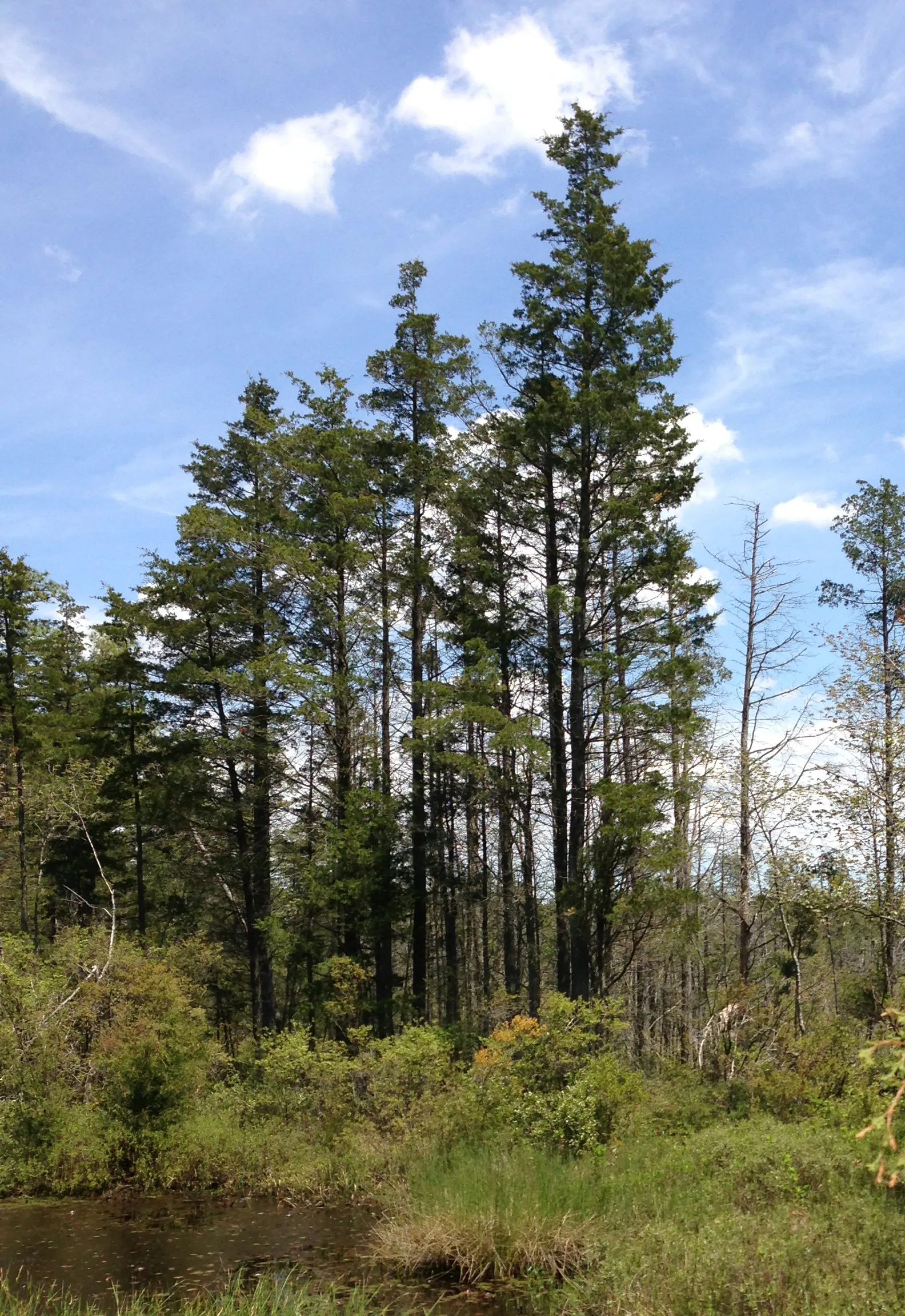 Brendan T. Byrne Campground