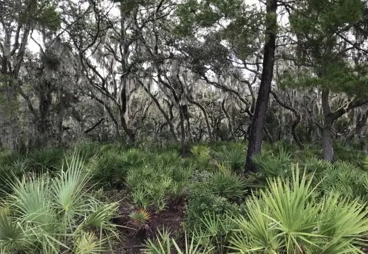 Little Manatee River State Park Loop Lmr1