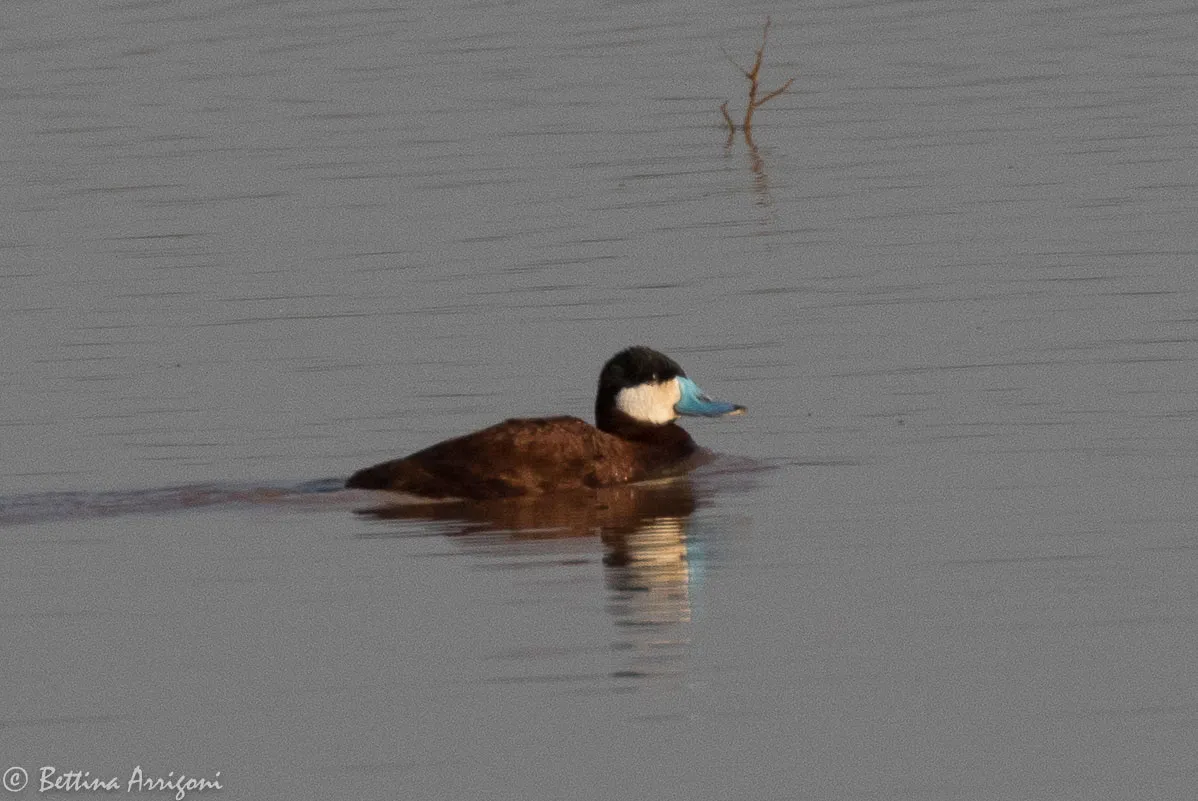 Ruddy Duck Campground