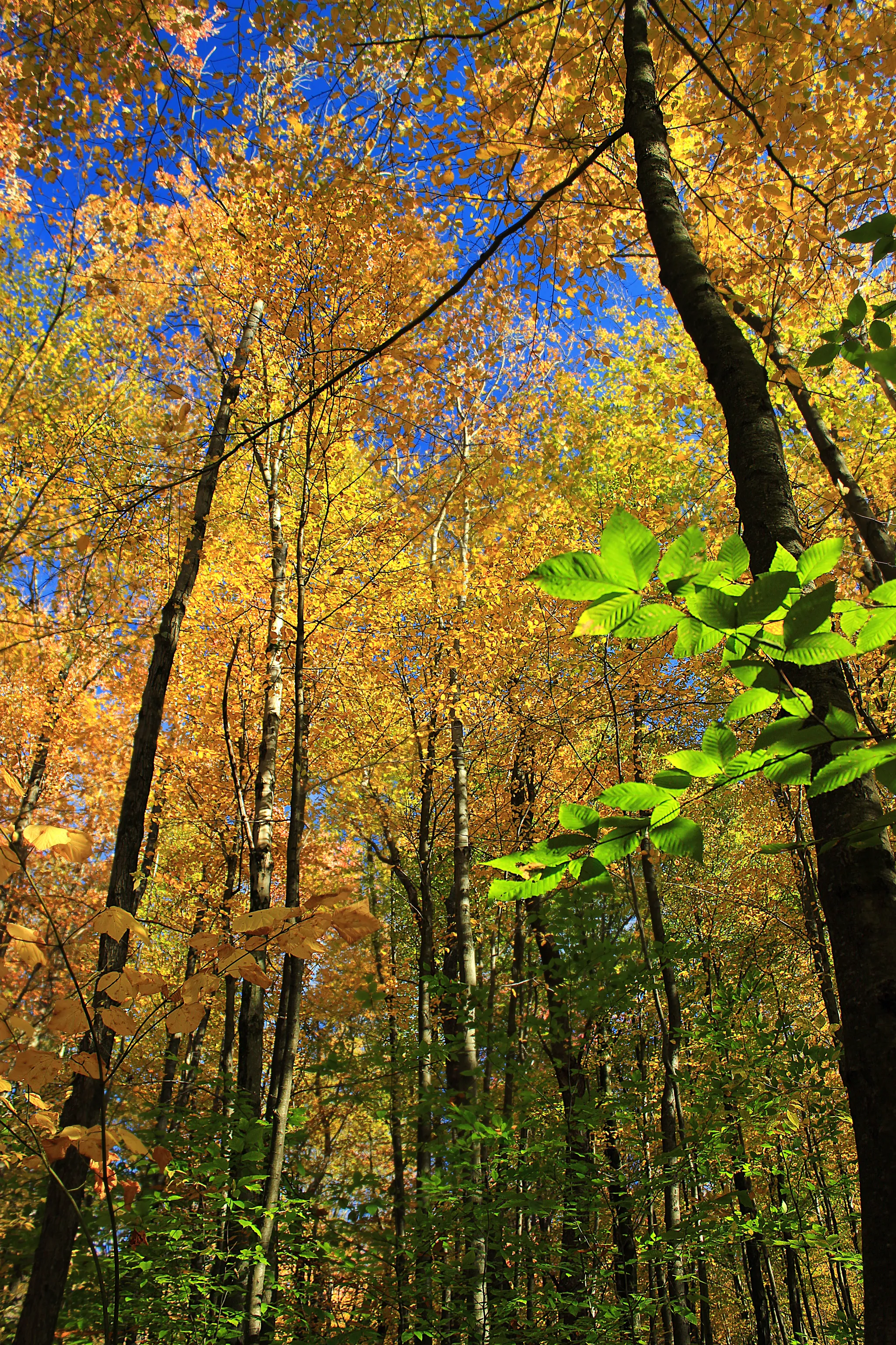Gouldsboro State Park
