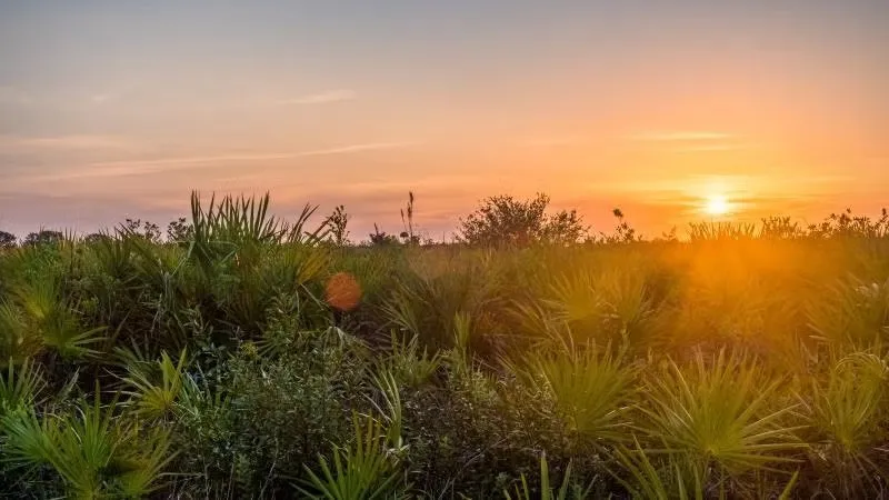 Kissimmee Prairie Preserve State Park Loop Fam