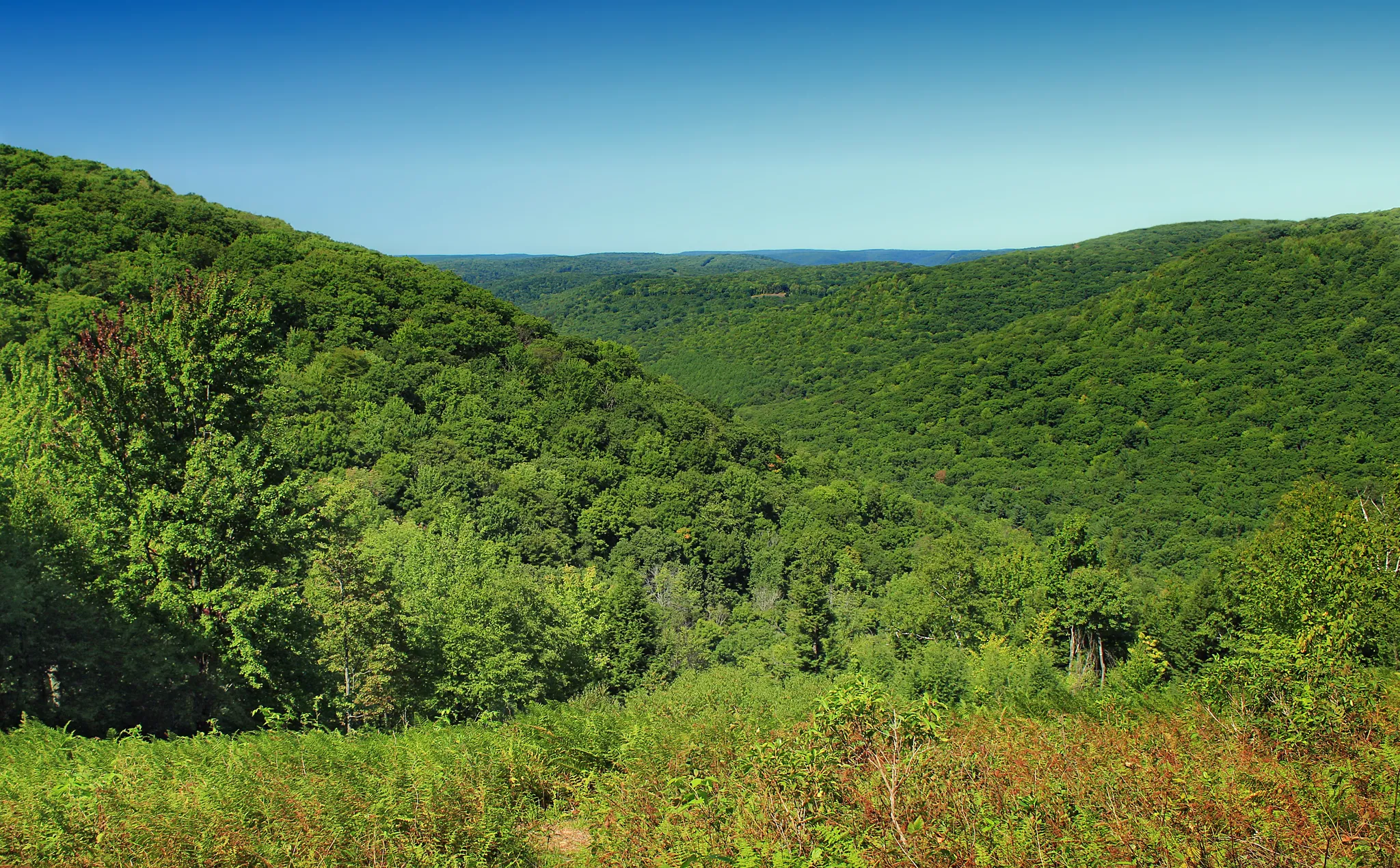 Tioga State Forest
