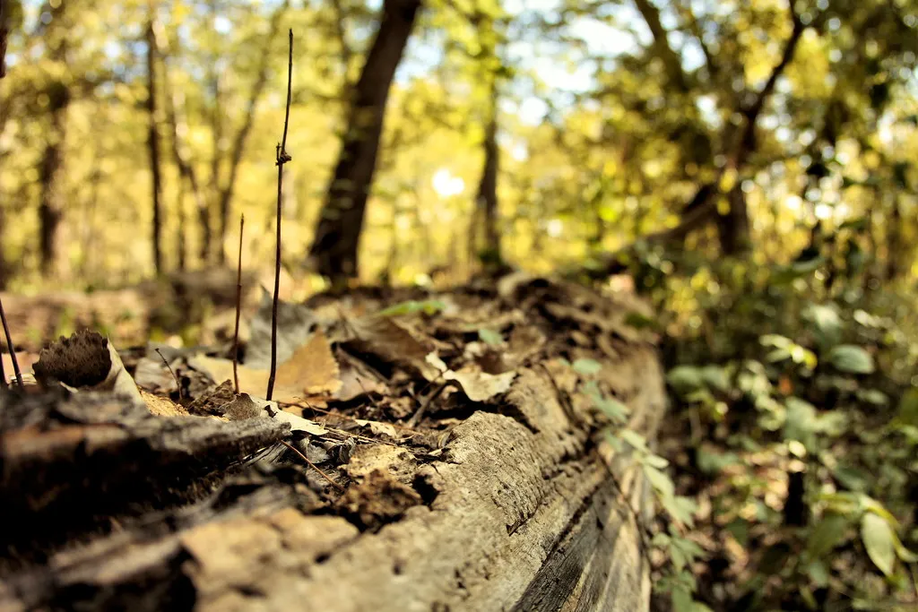 Walnut Woods State Park