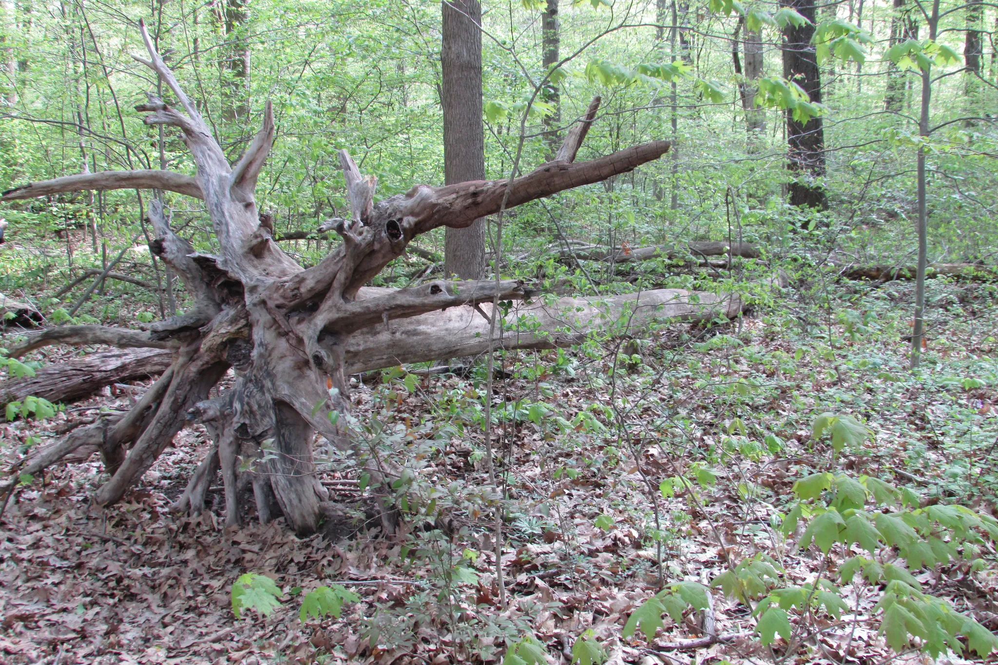 Potato Creek State Park