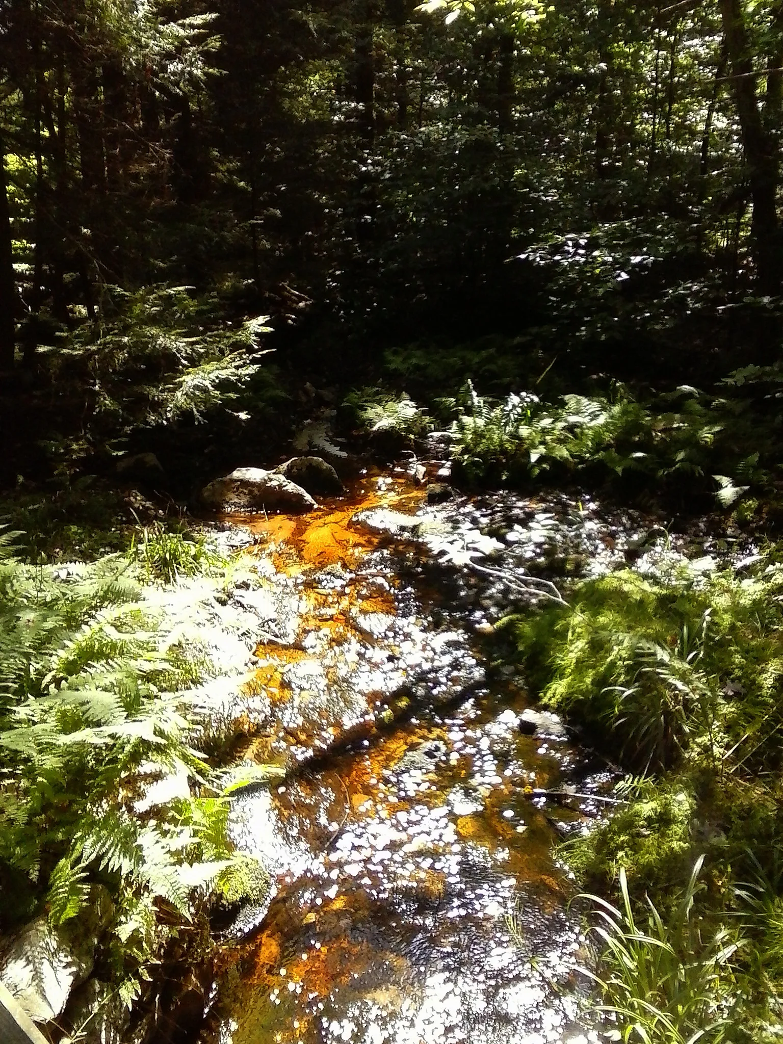 Ricketts Glen State Park