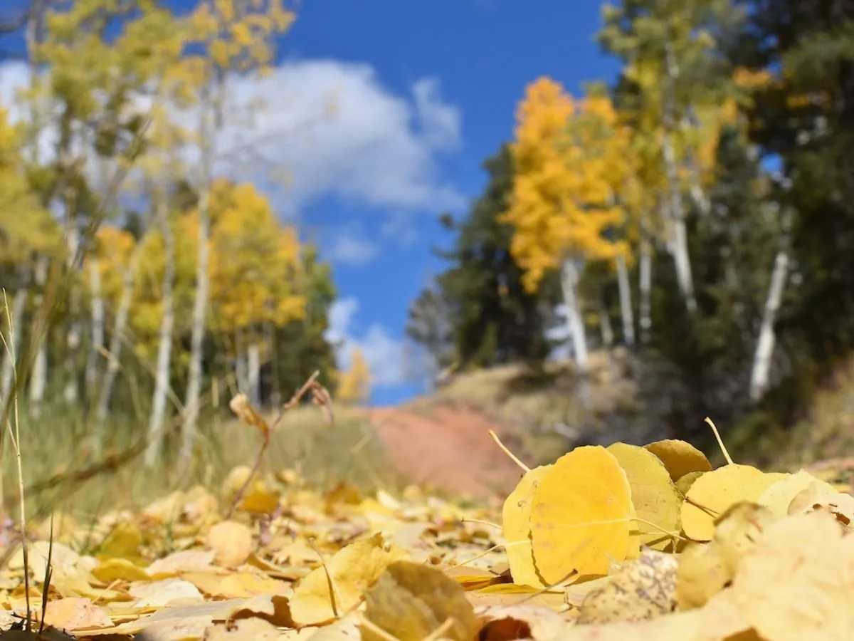 Mueller State Park