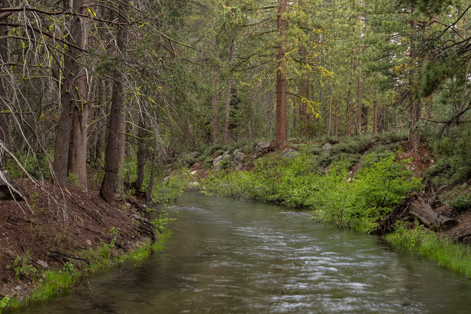 Donner Memorial State Park Campground