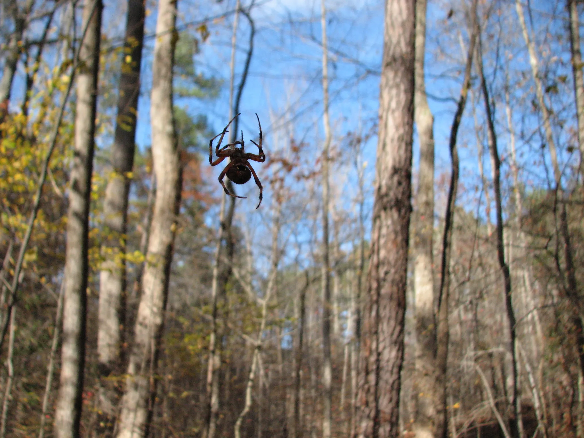 William B. Umstead State Park