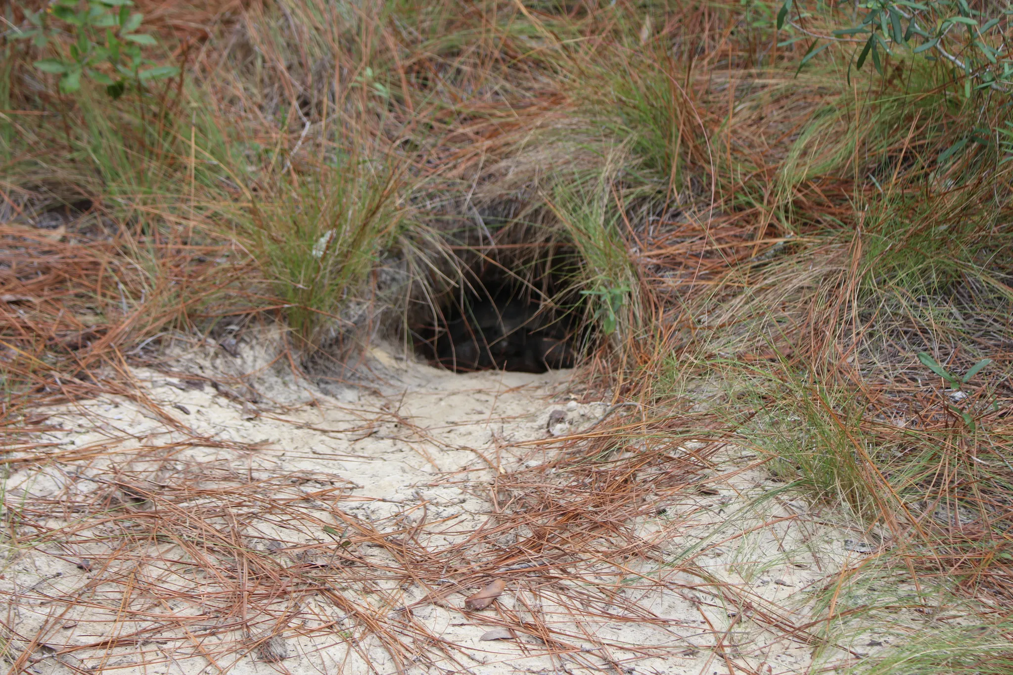 Reed Bingham State Park