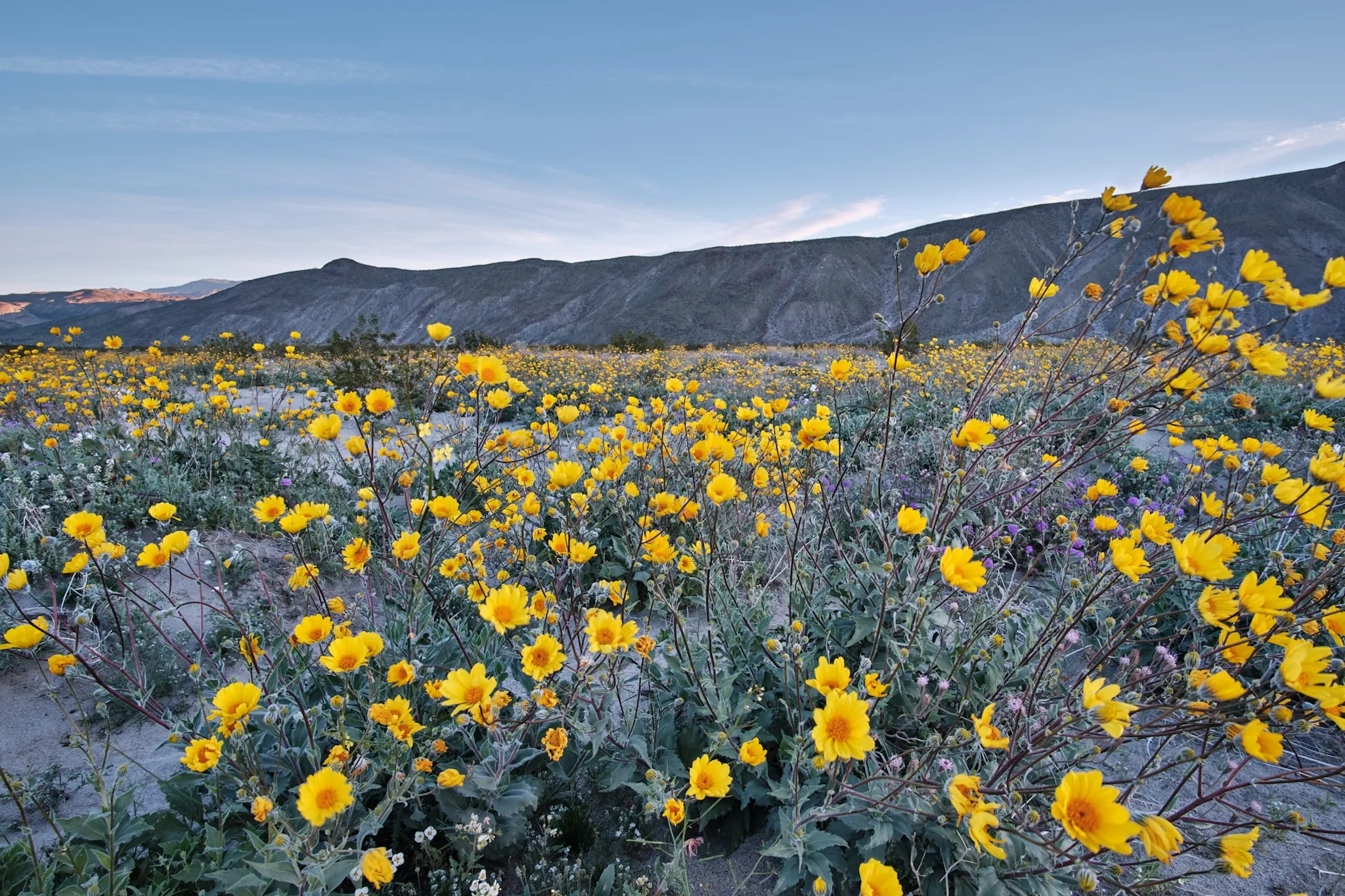 Borrego Palm Canyon Campground