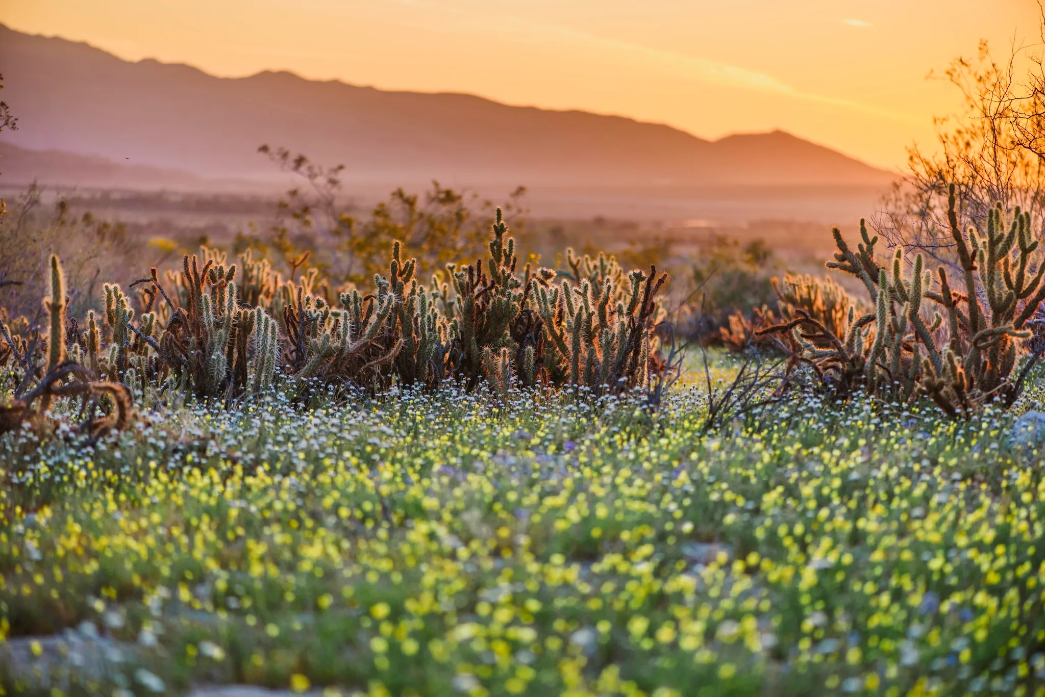 Borrego Palm Canyon Campground