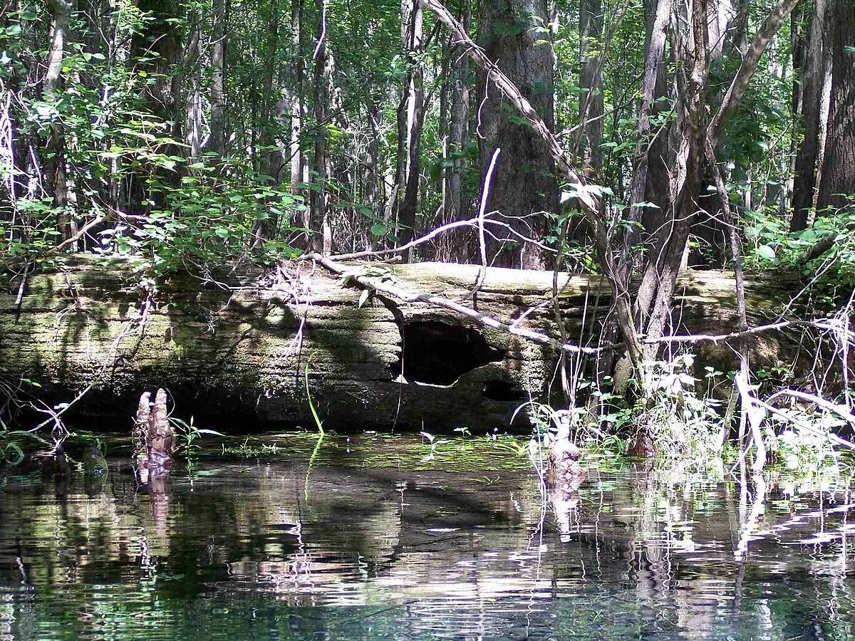 Ruth B. Kirby Gilchrist Blue Springs State Park