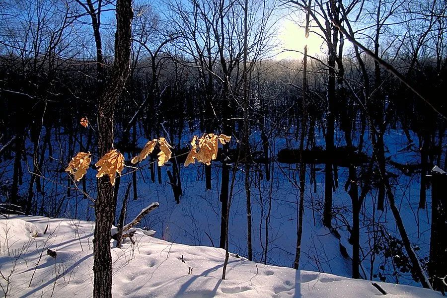 Nerstrand Campground