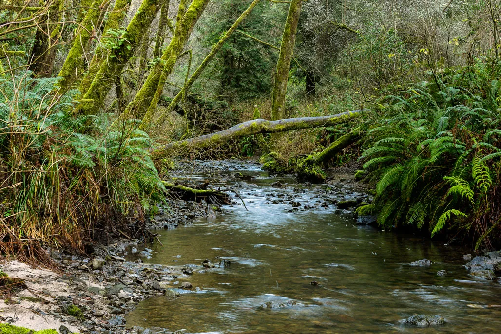 Van Damme State Park Campground