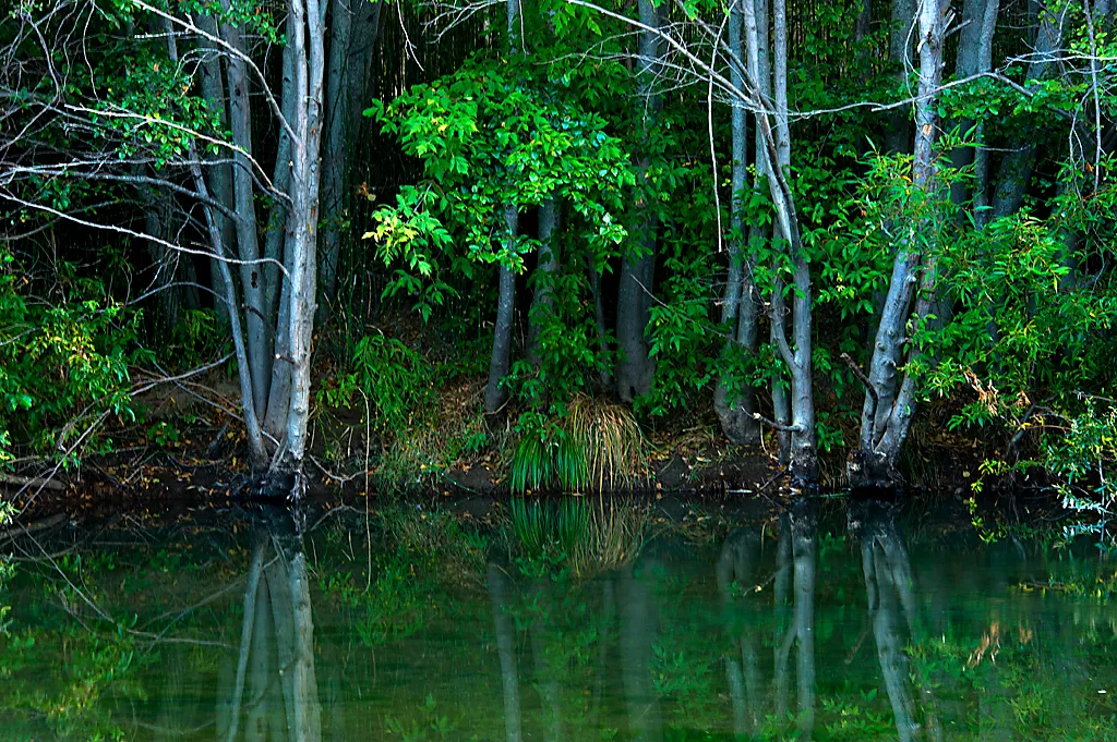 Azalea Campground