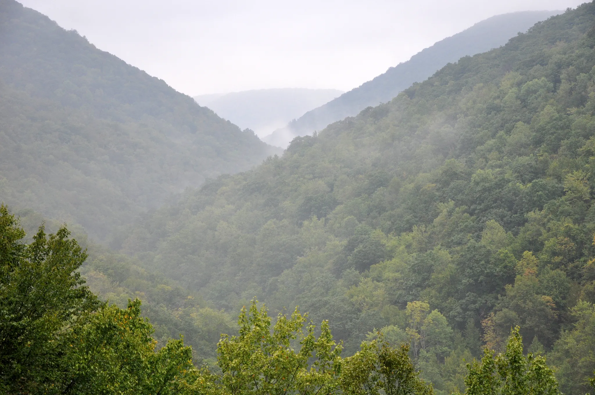 Tioga State Forest