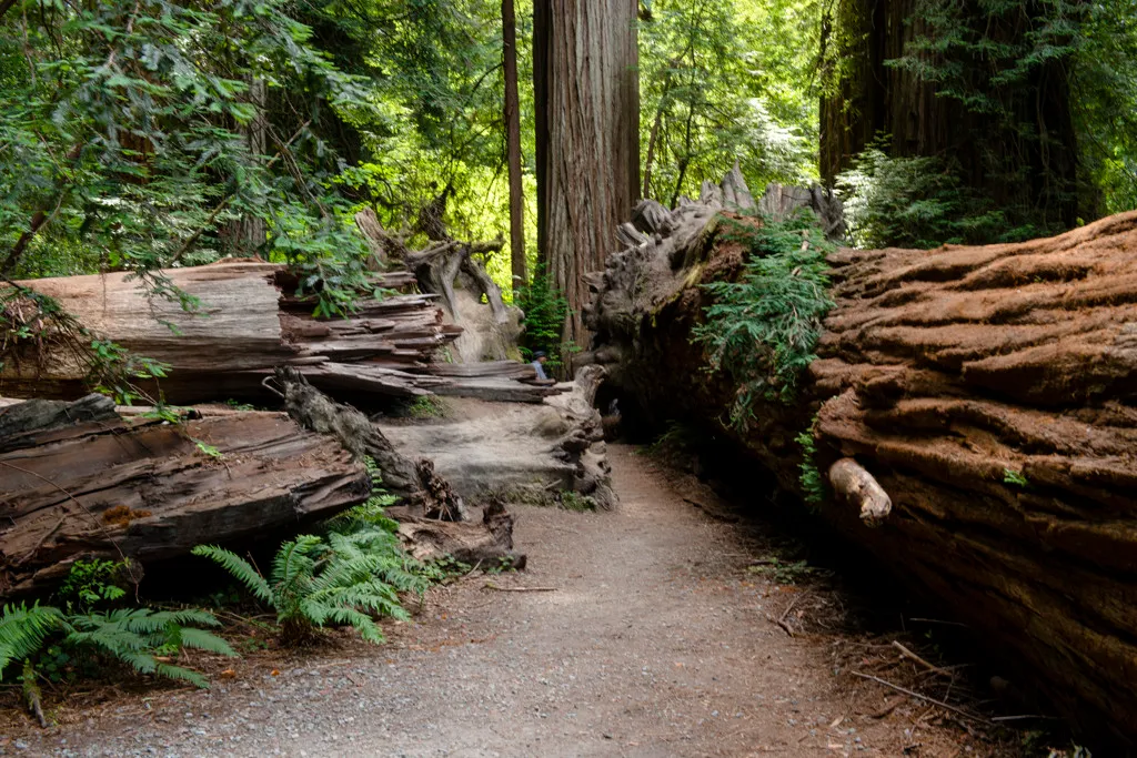 Jedediah Smith Redwoods Campground