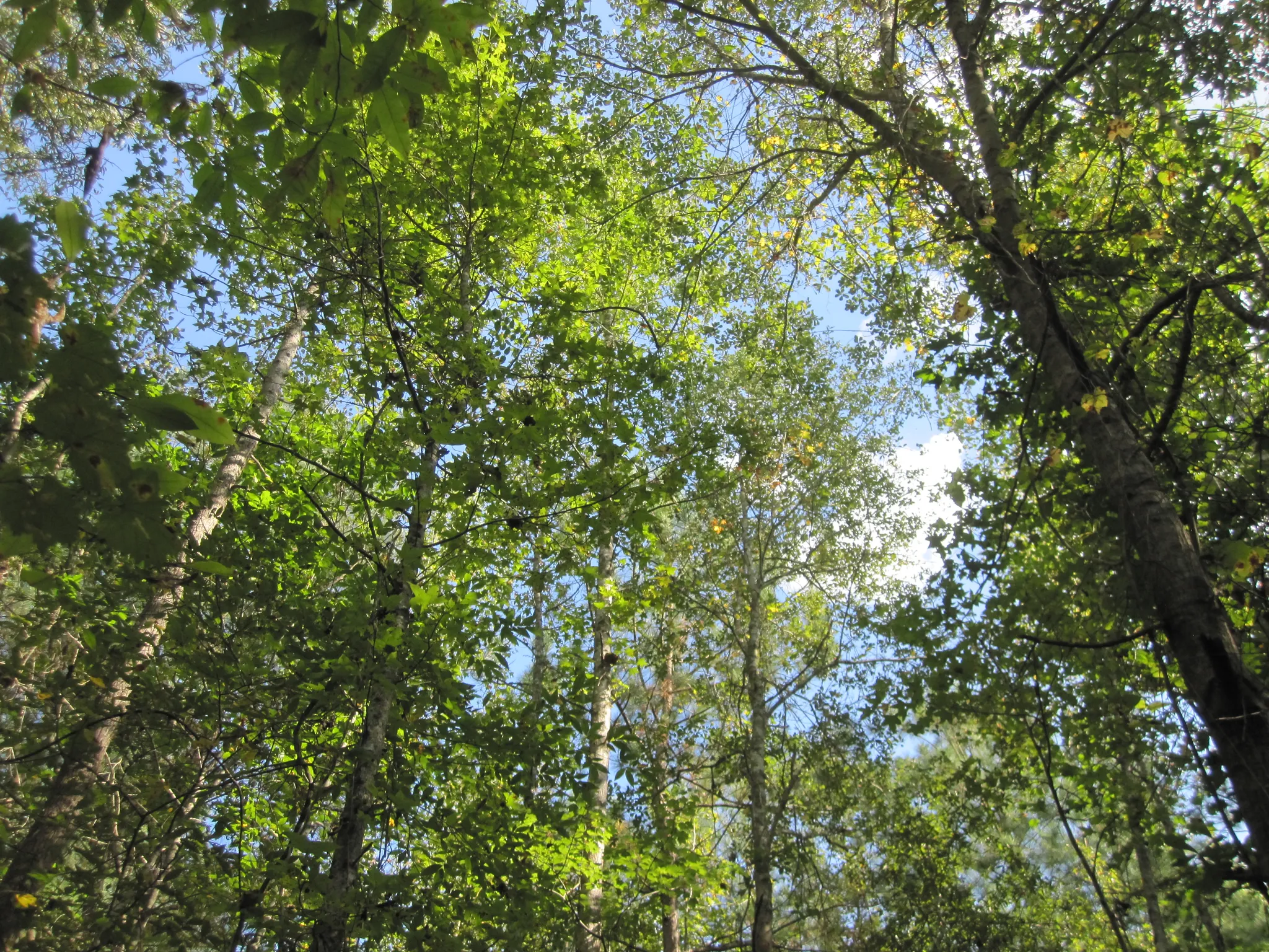 Medoc Mountain State Park
