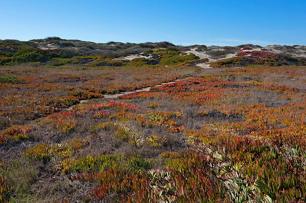 Mcgrath State Beach Campground