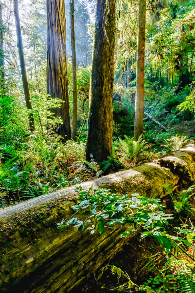 Jedediah Smith Redwoods Campground