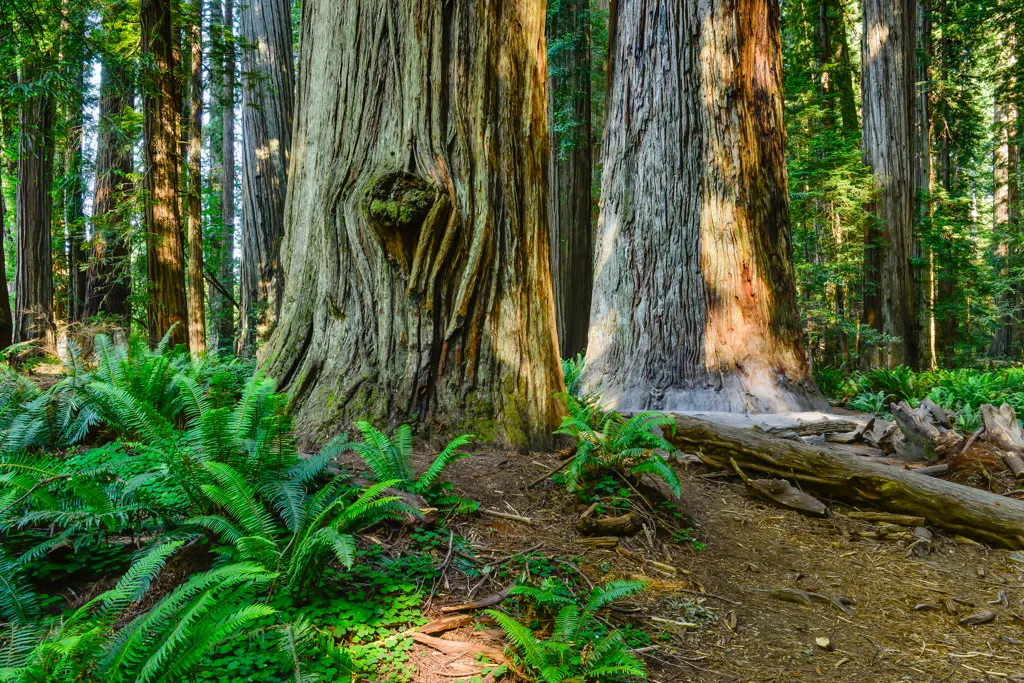 Jedediah Smith Redwoods Campground