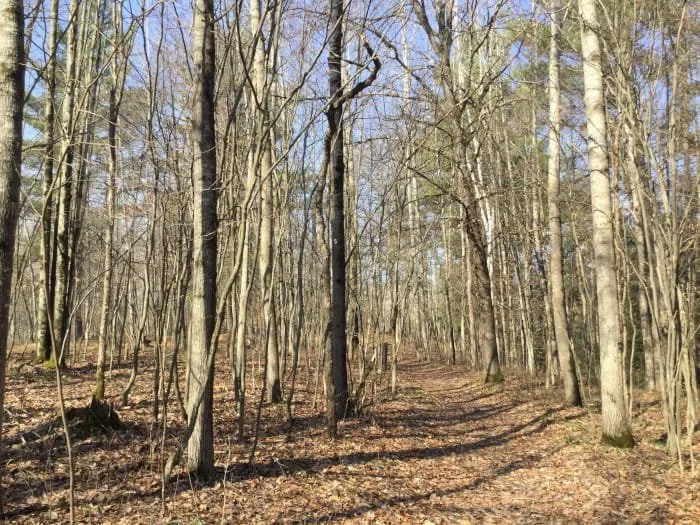 Lincoln Bridge State Forest Campground