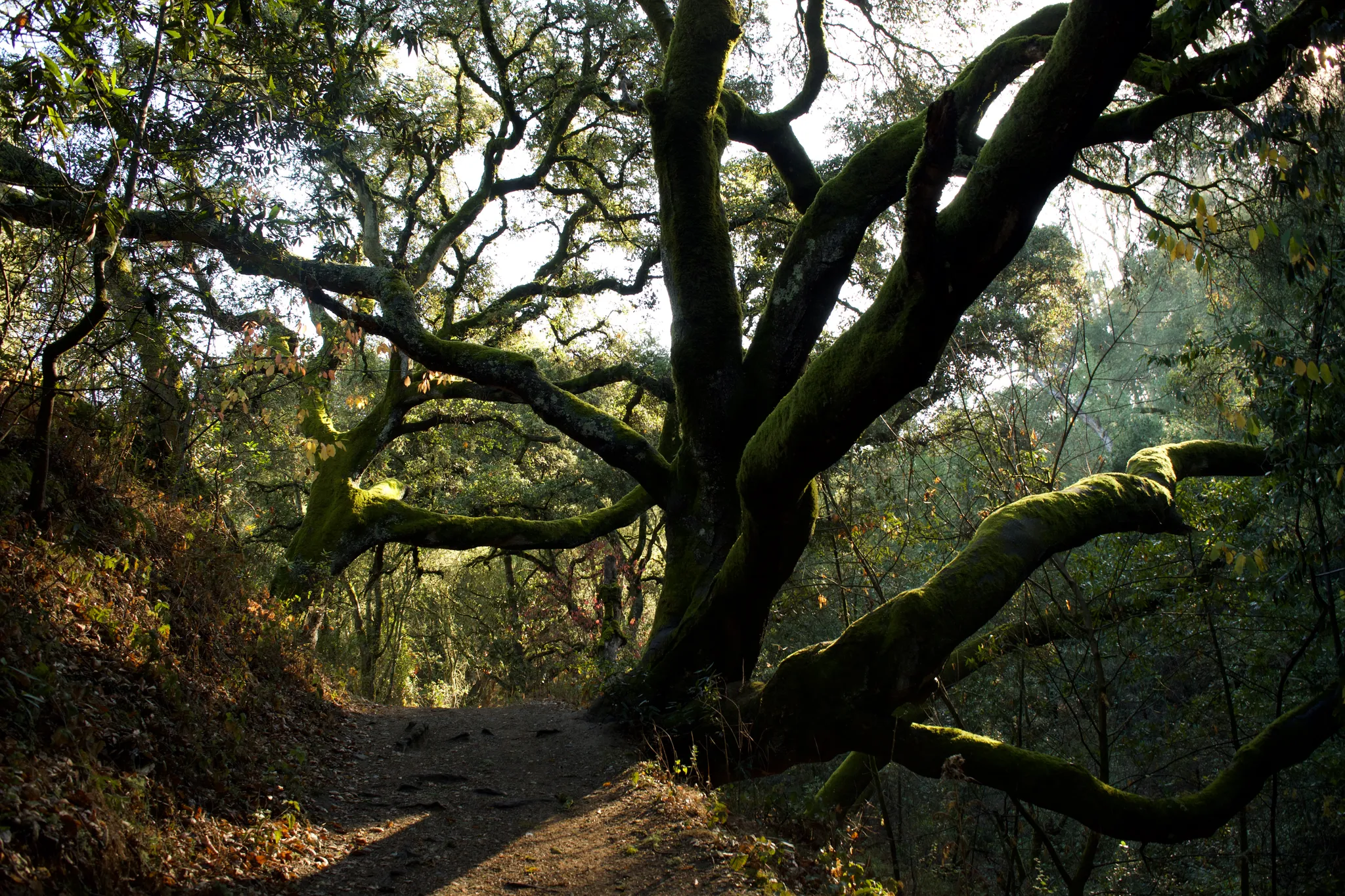 Sibley Volcanic Regional Preserve