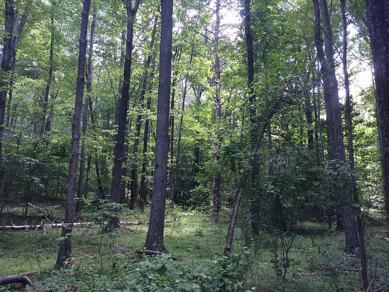 Burke Lake Park Campground