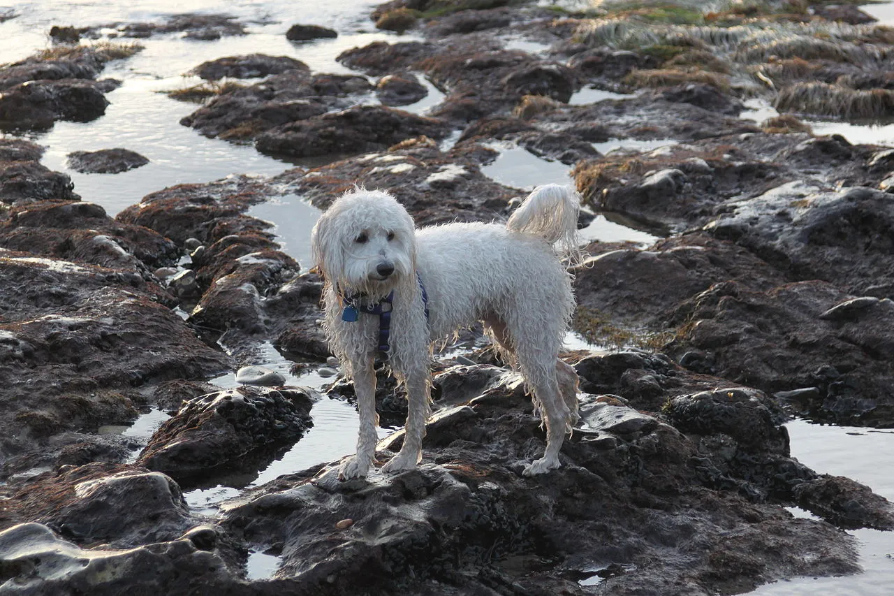 Jalama Beach