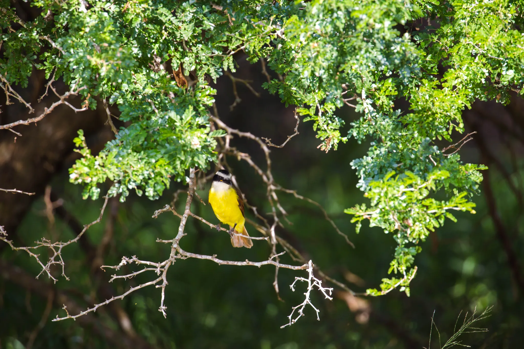 Resaca De La Palma State Park