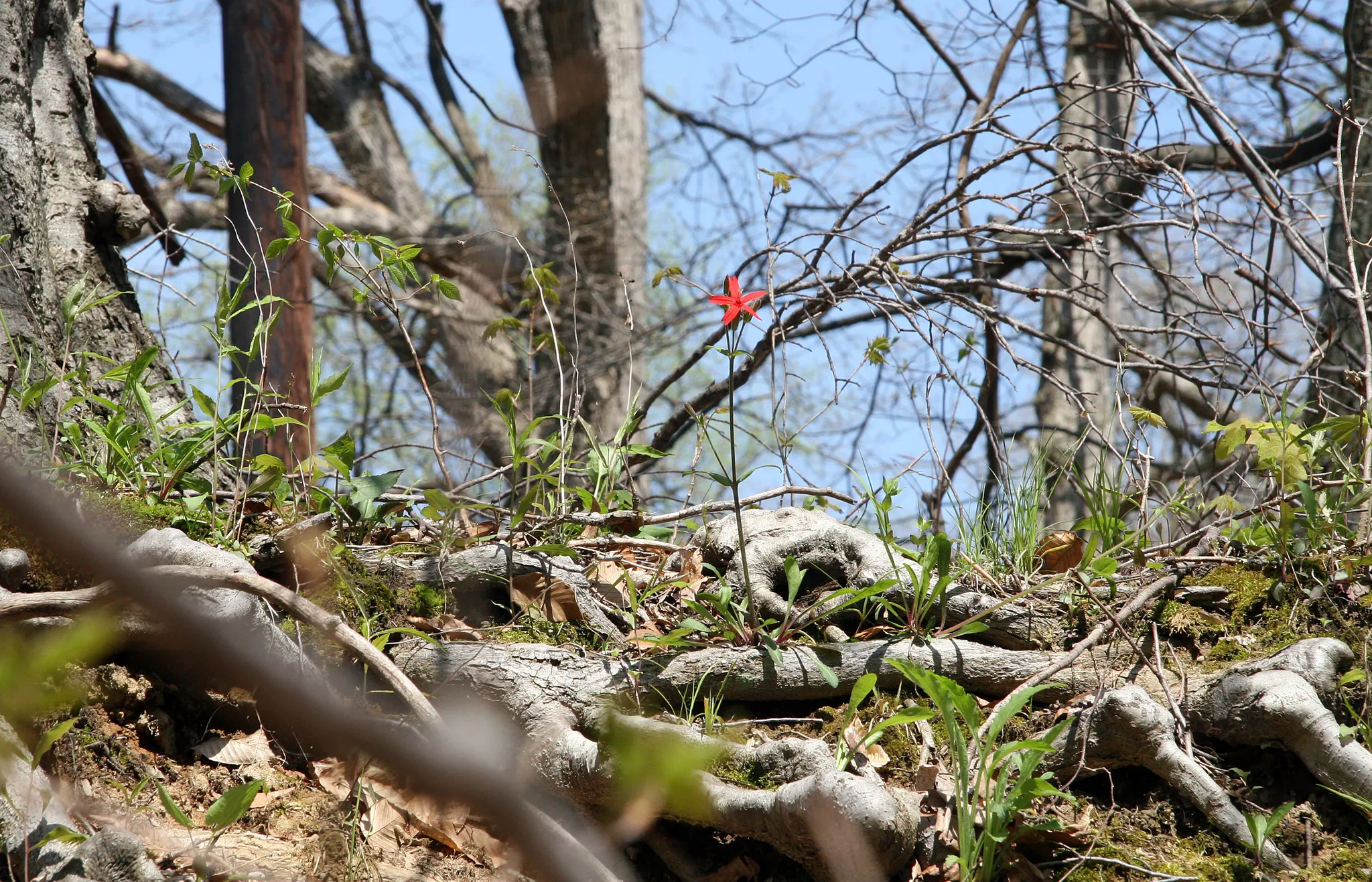 Shades State Park